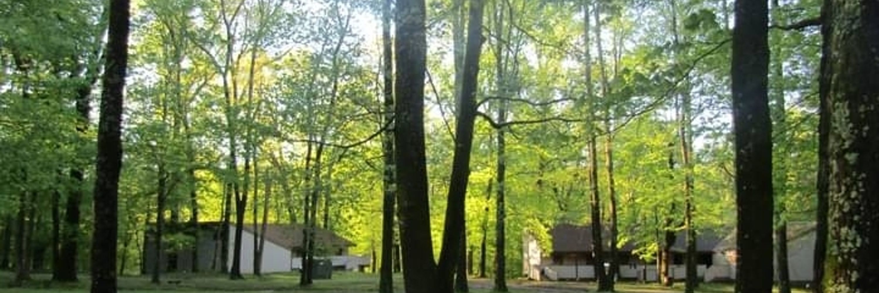 Daeni