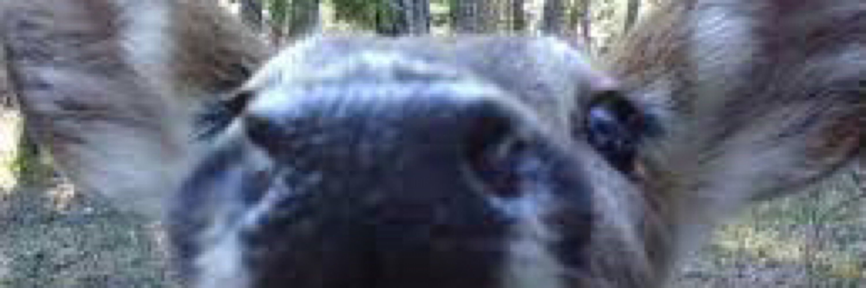 Mocha The Doe /-/ FatFur PNGtuber