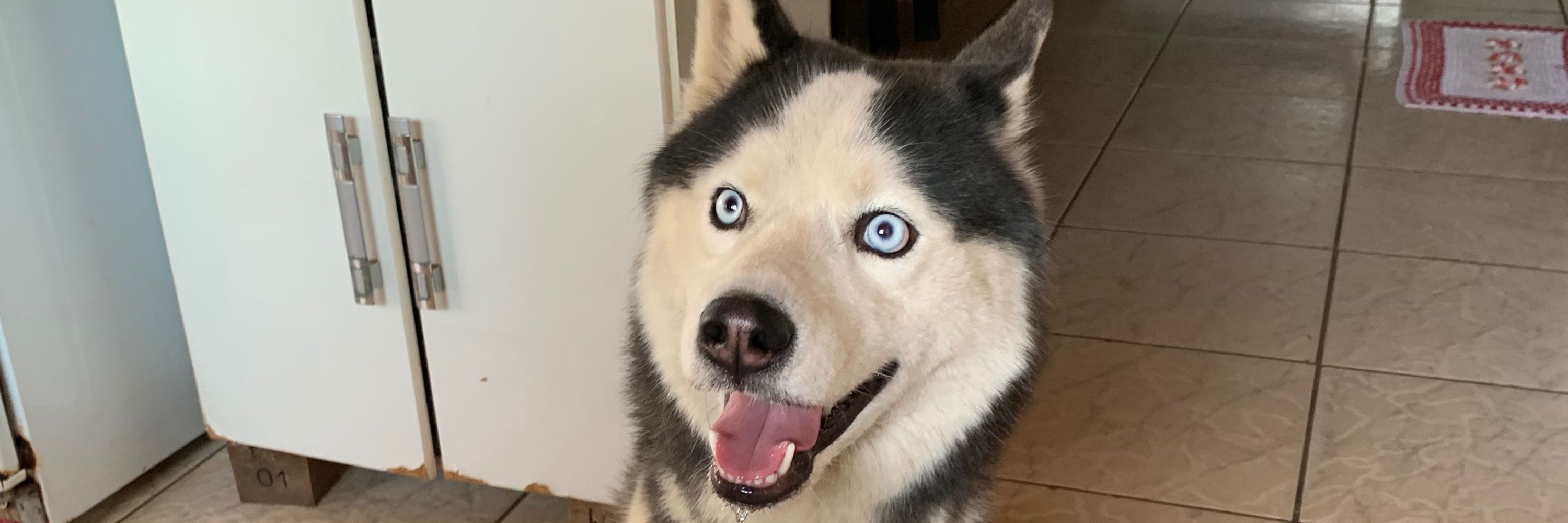 gustavo 