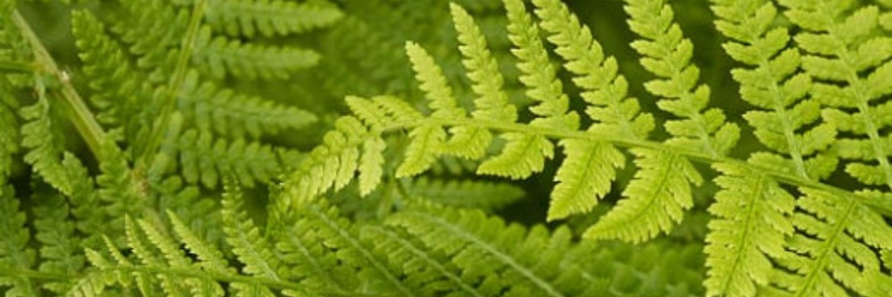 Fern 🌿