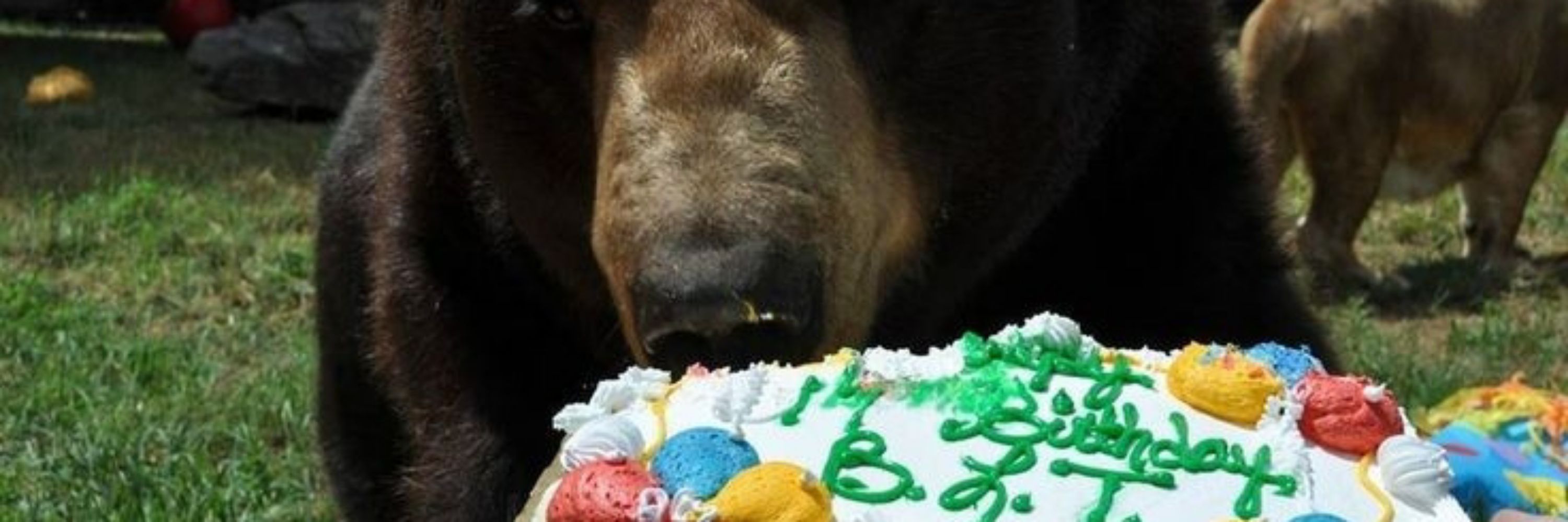 Bear McBear face