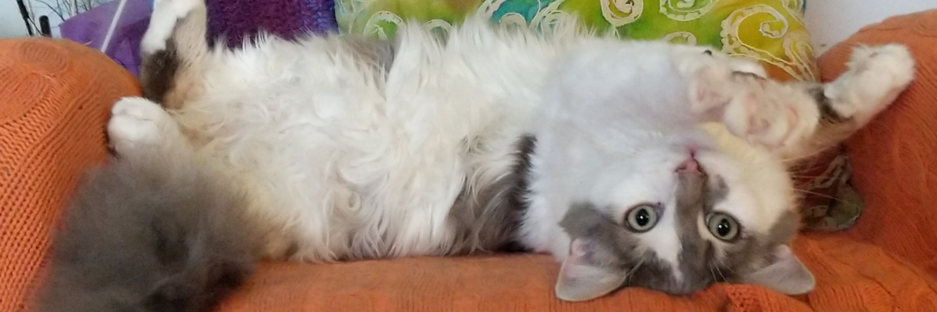 Kerri