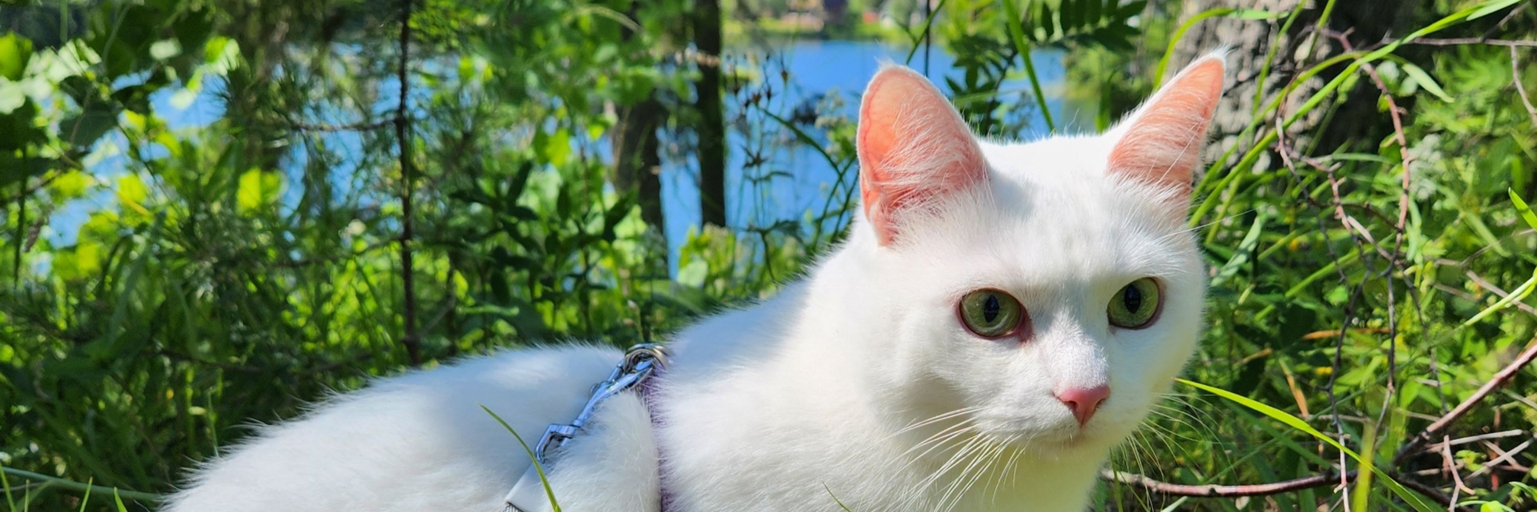 Luci 🐱