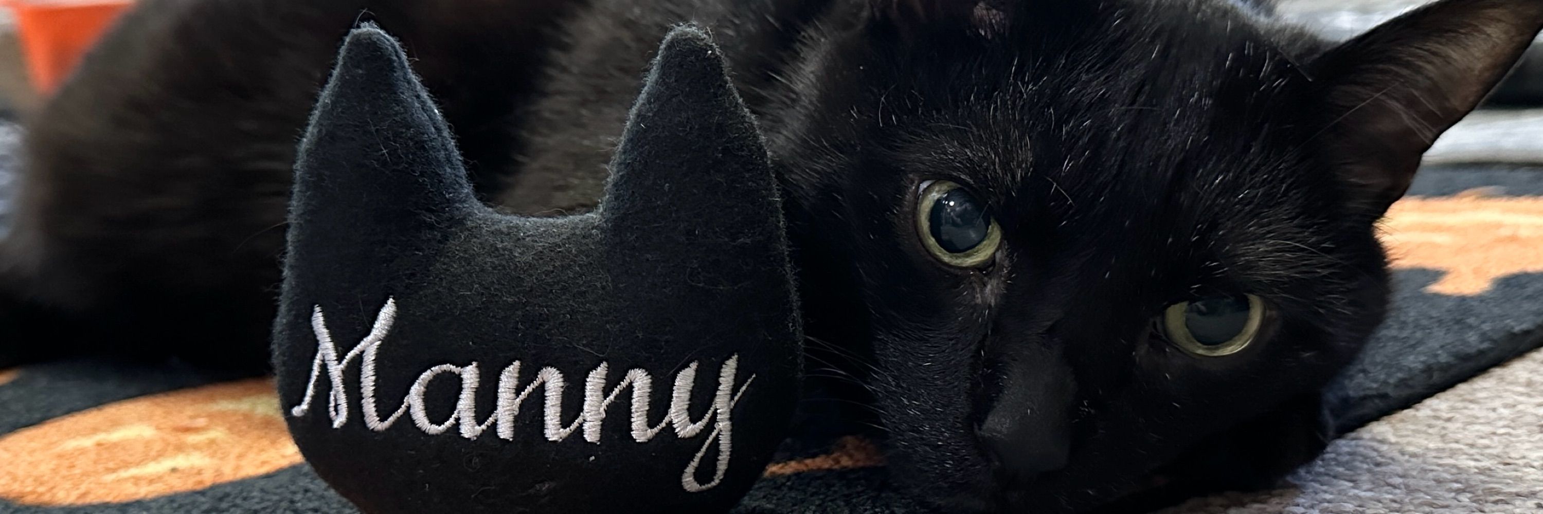 Manny Halloween Cat