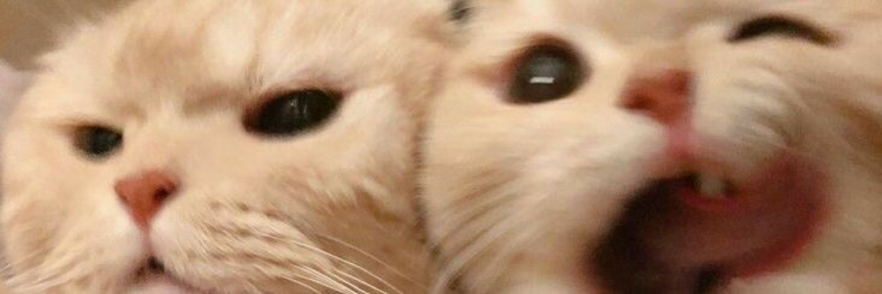 Meow