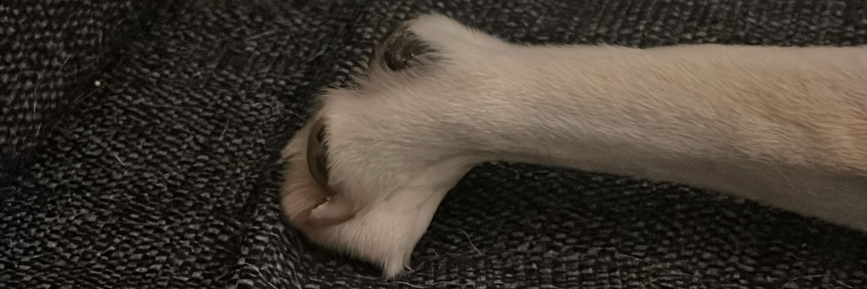 NikNak