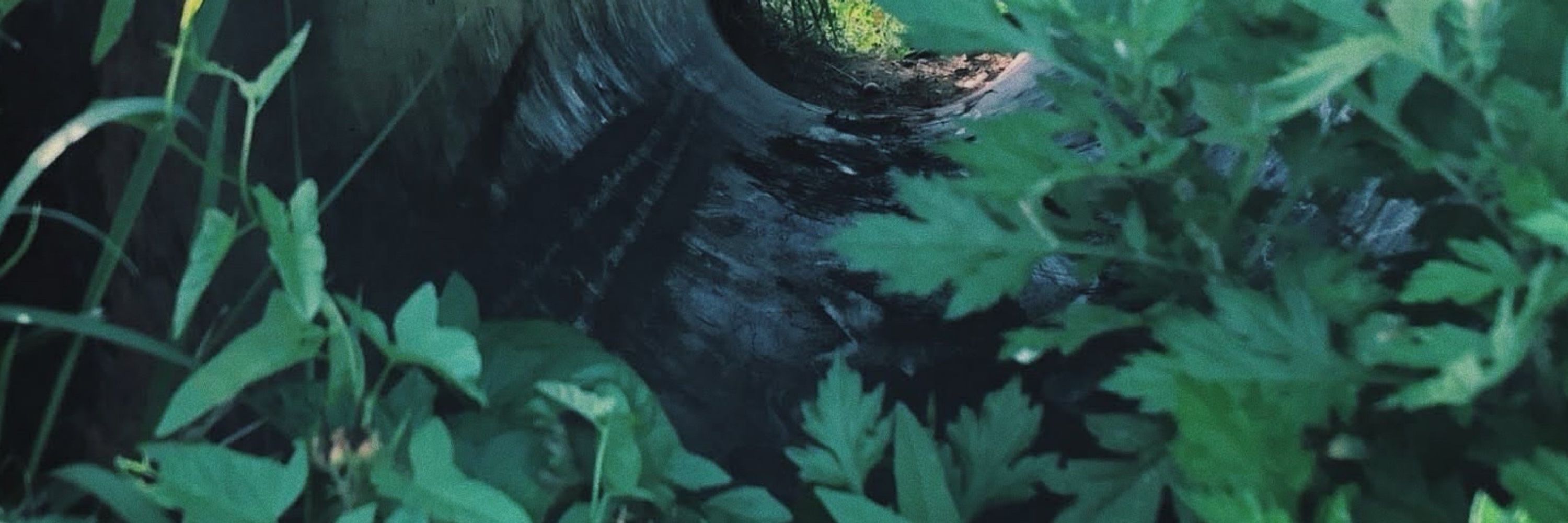 仮野