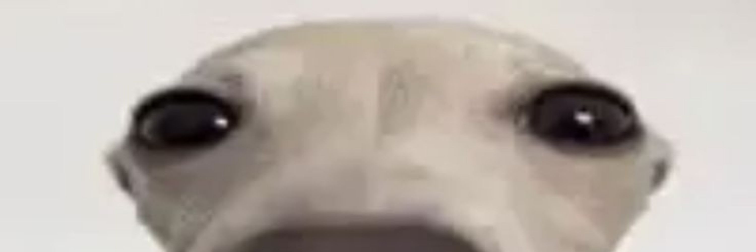 Aleatoriamente um meme aleatório 