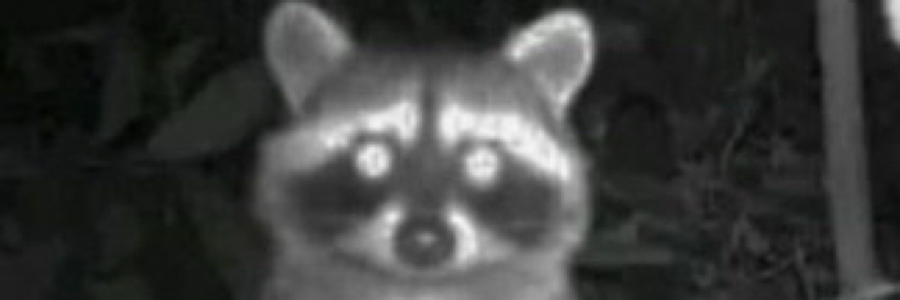 Ivan