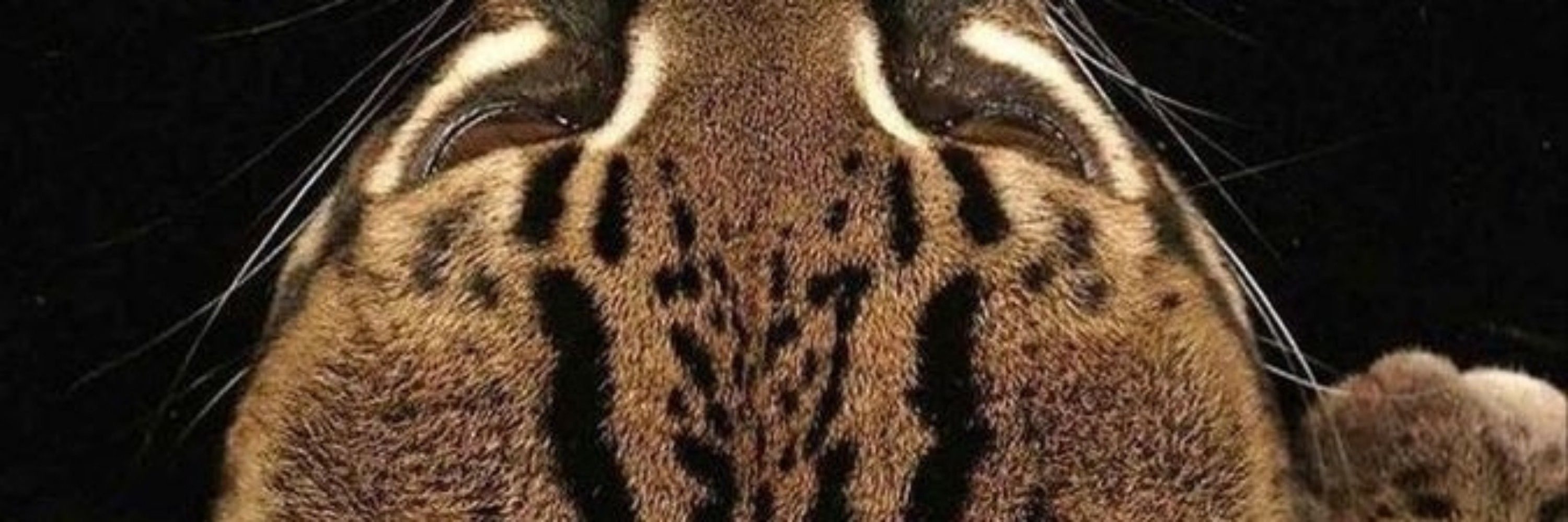 mah 💋