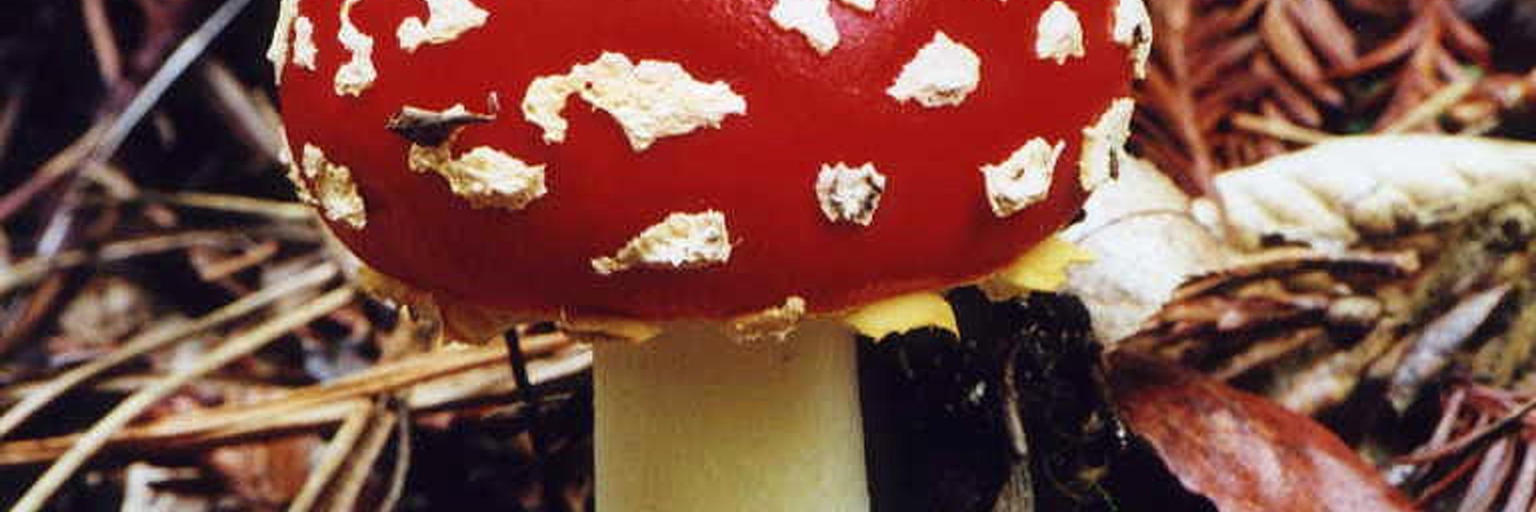 Fungibev