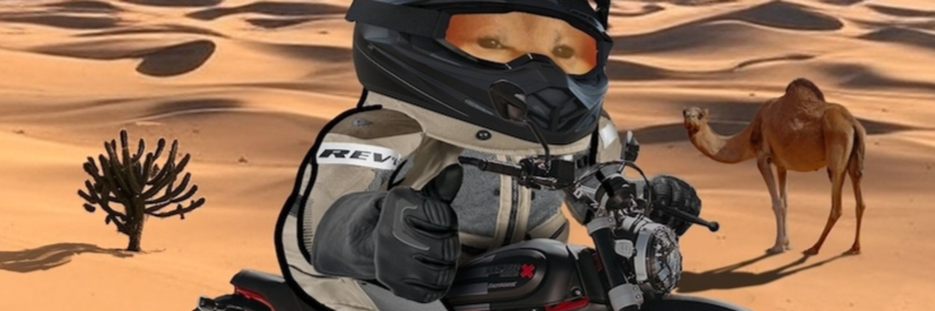 Ducati Desert Fella 