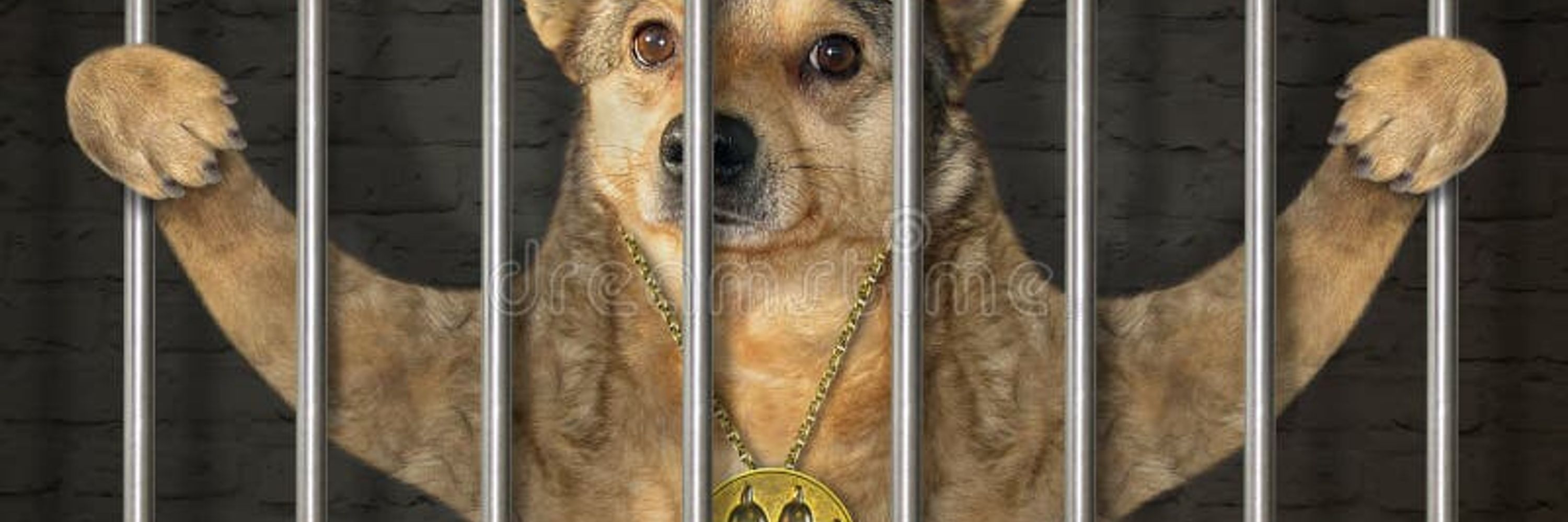 Delinquent Dingo