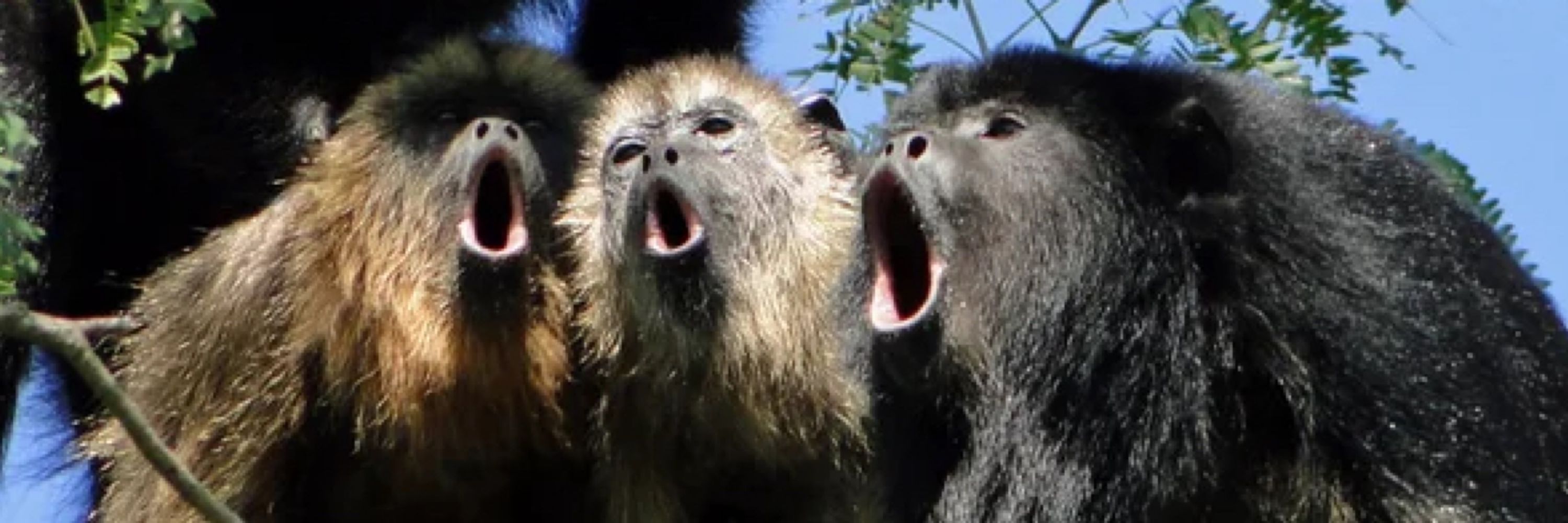 Pope Monkey I