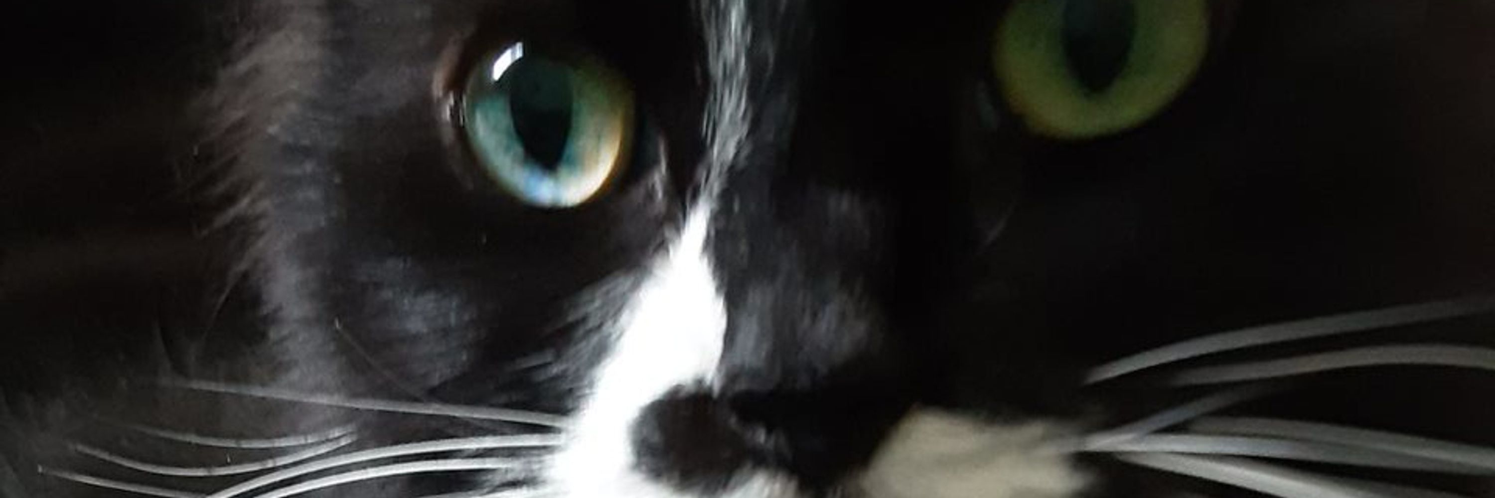 Aunty Meow
