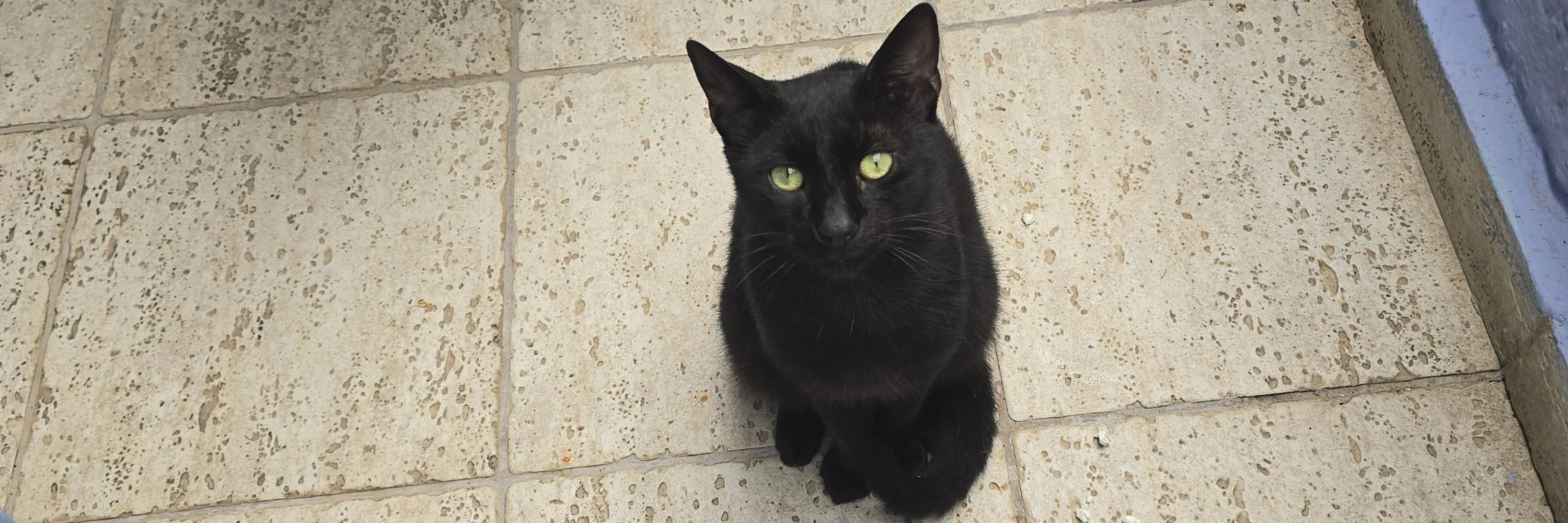 TheCatsMeow 🐍