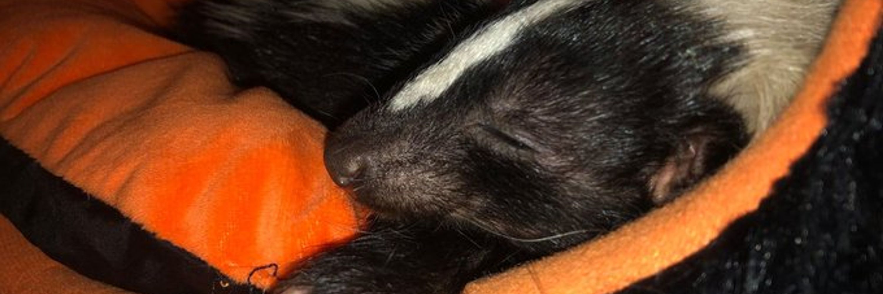 Simo Skunk