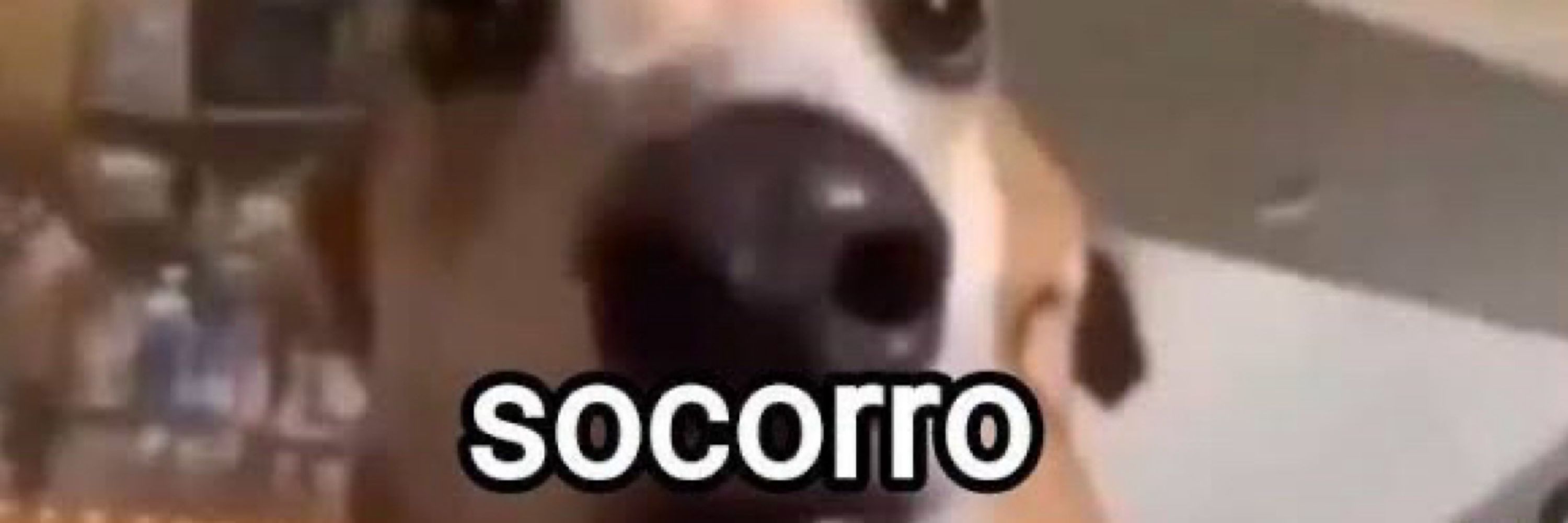 gato preto