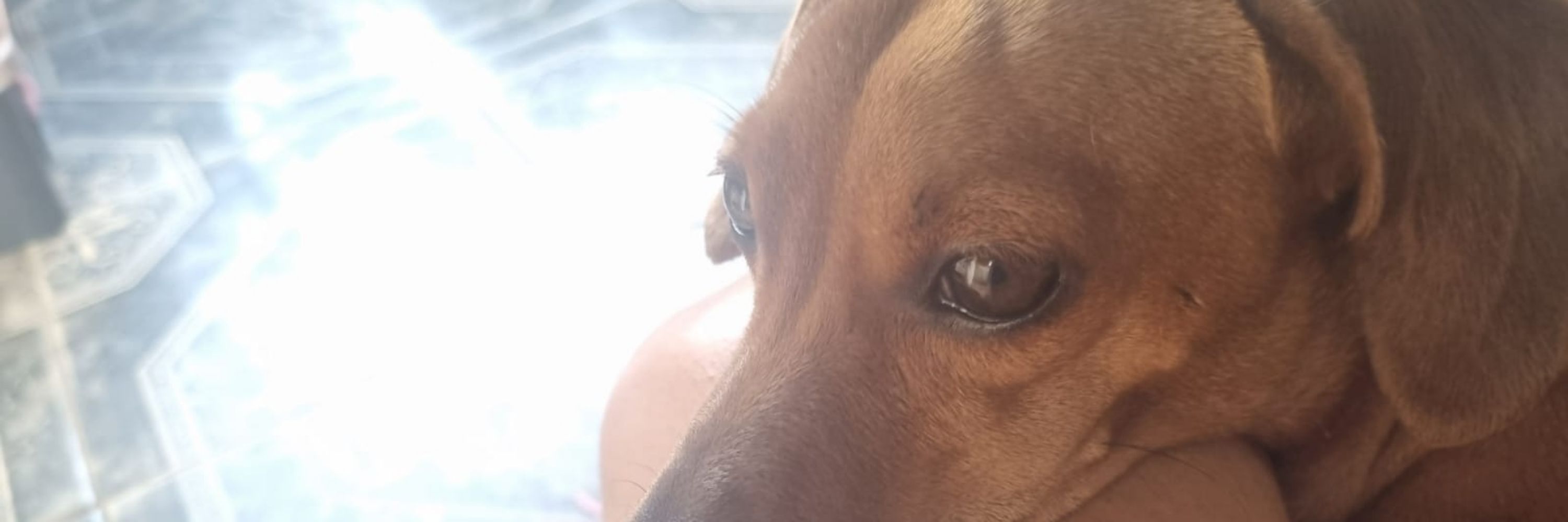 Luna peidona