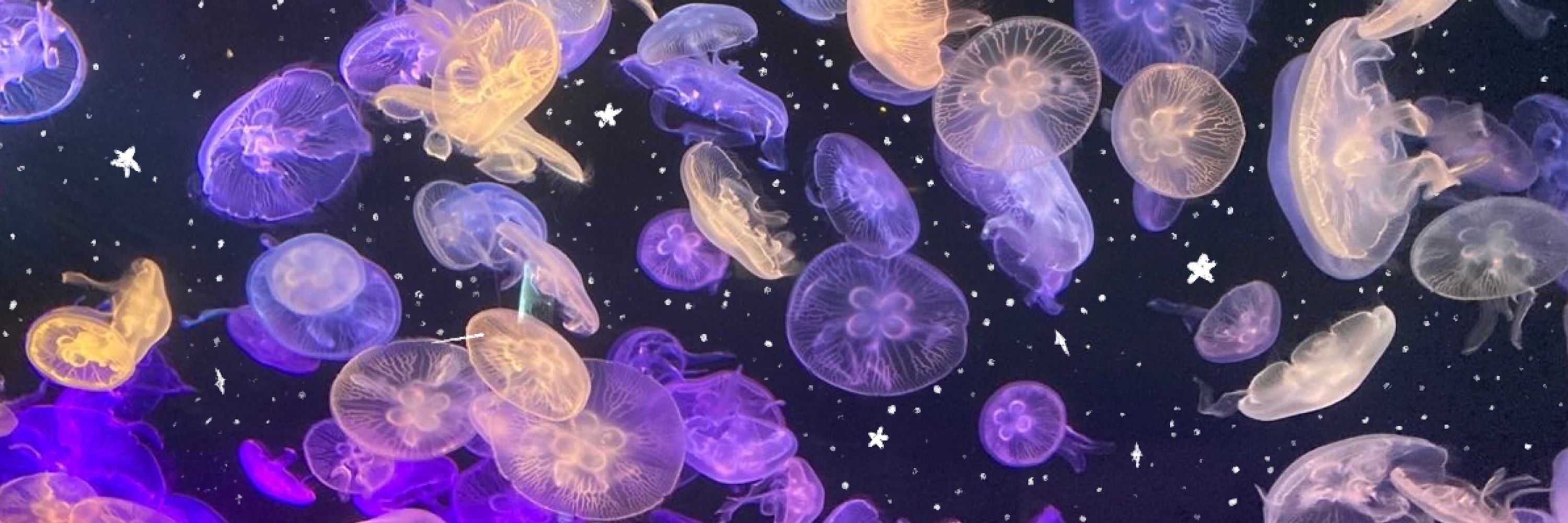 ⋆｡˚ Starjelly⋆｡˚ ✩