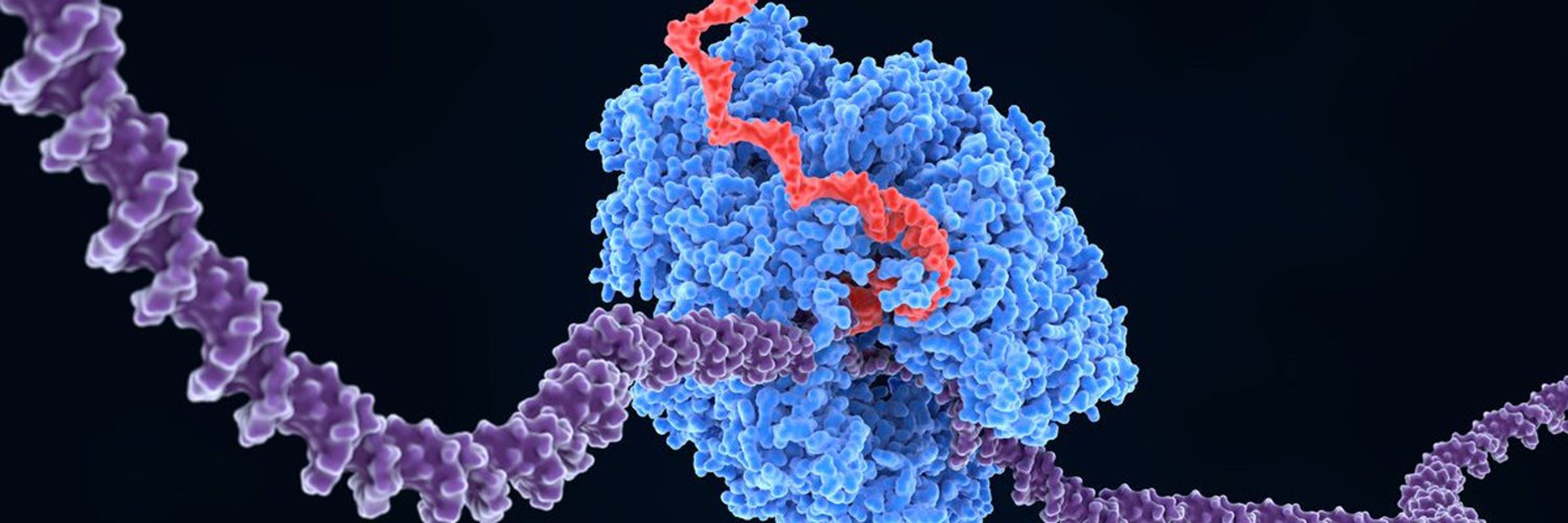 Brito Querido Lab 