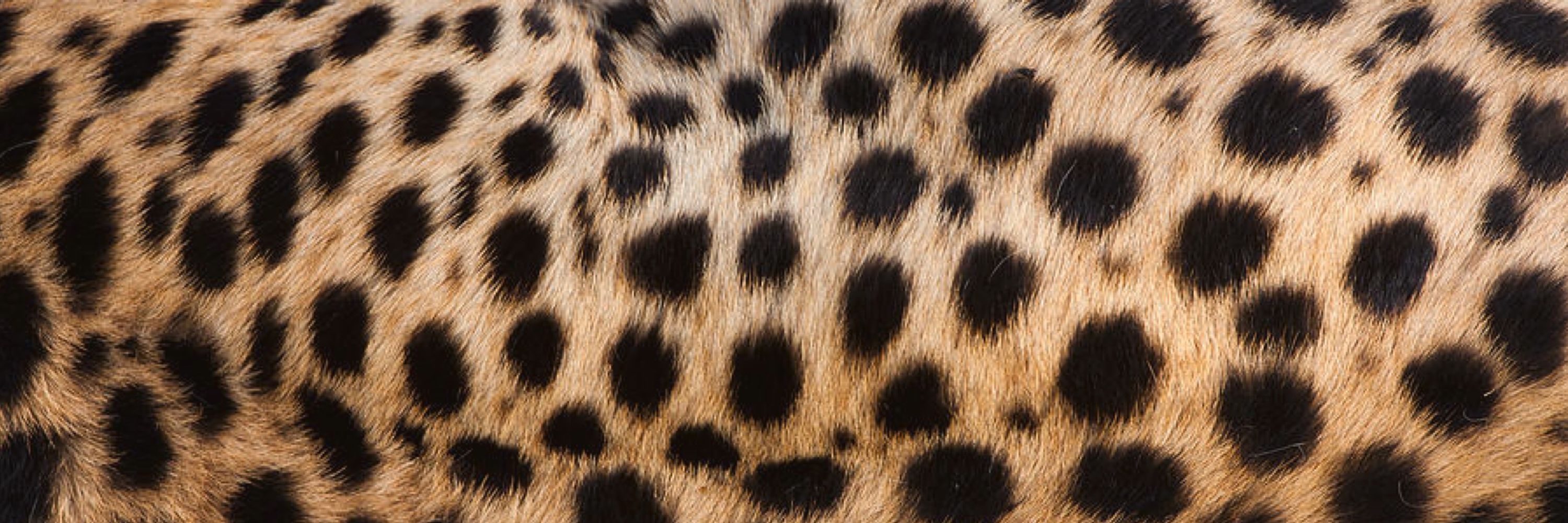 🌟🪷🌺🪲🐆