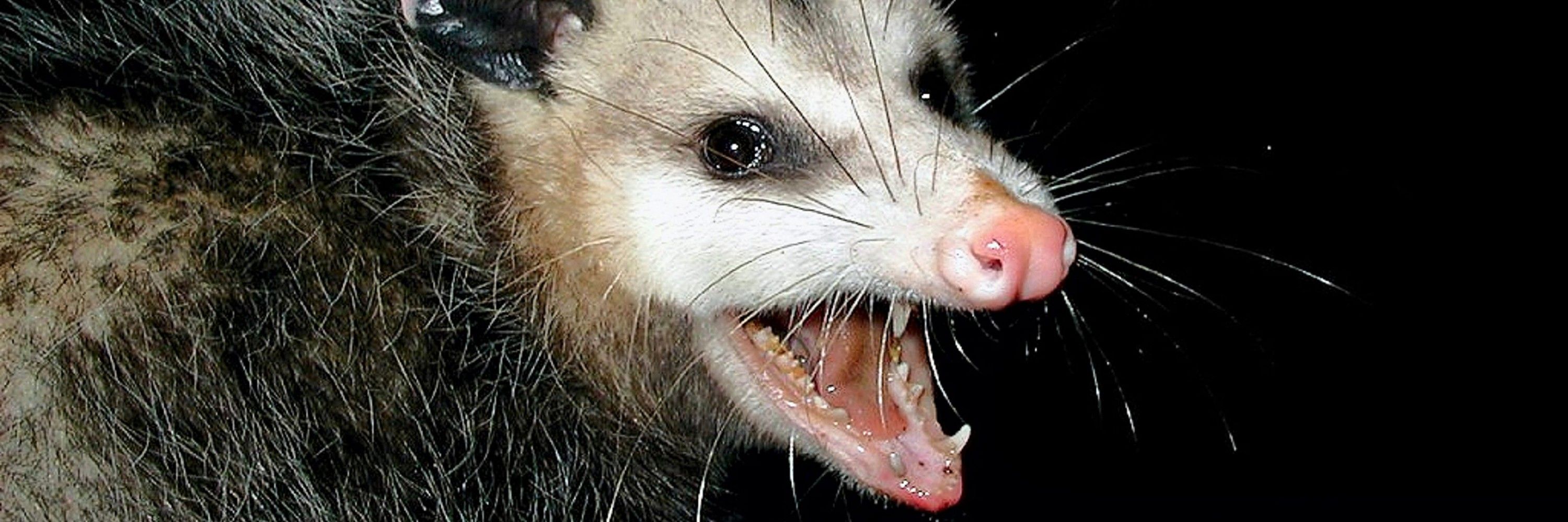 snappingopossum ☭🔻