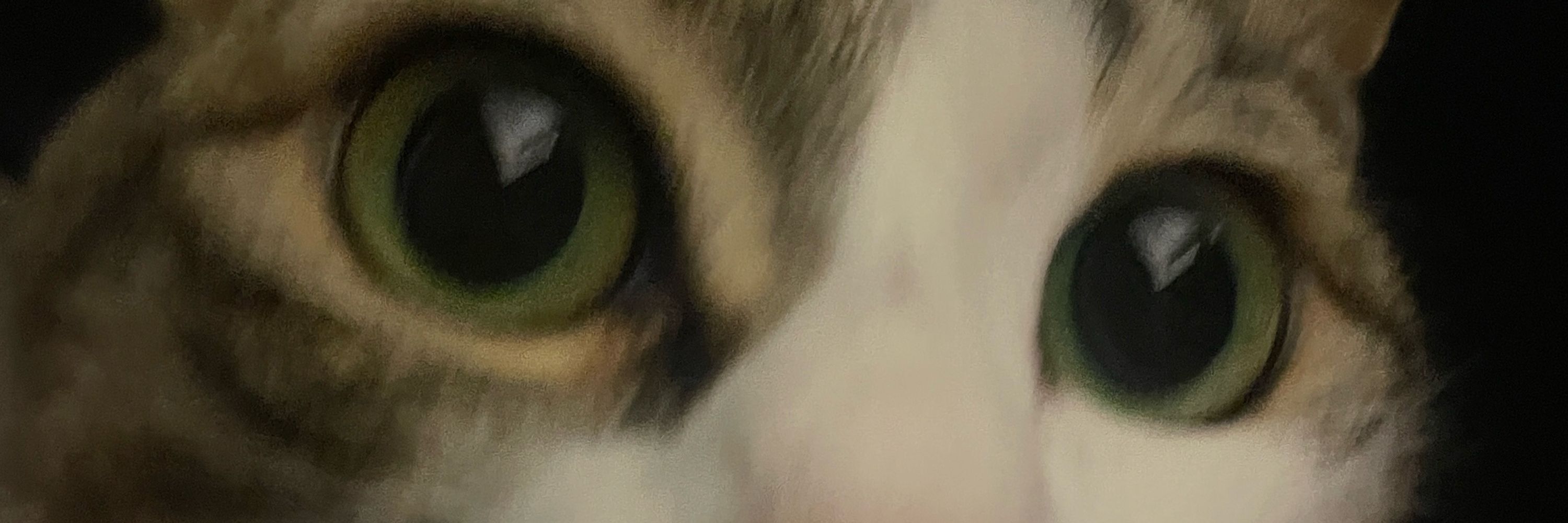 Owen