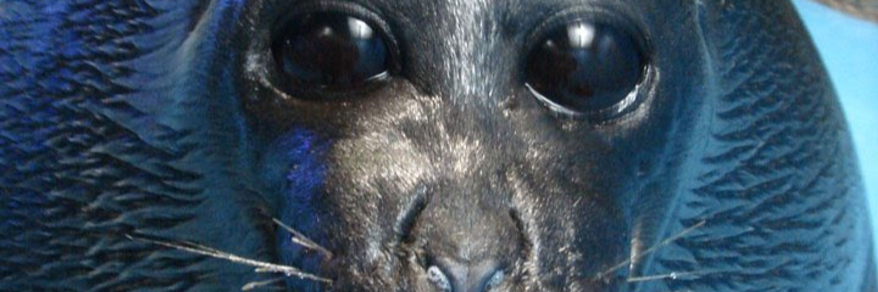 Xanestus