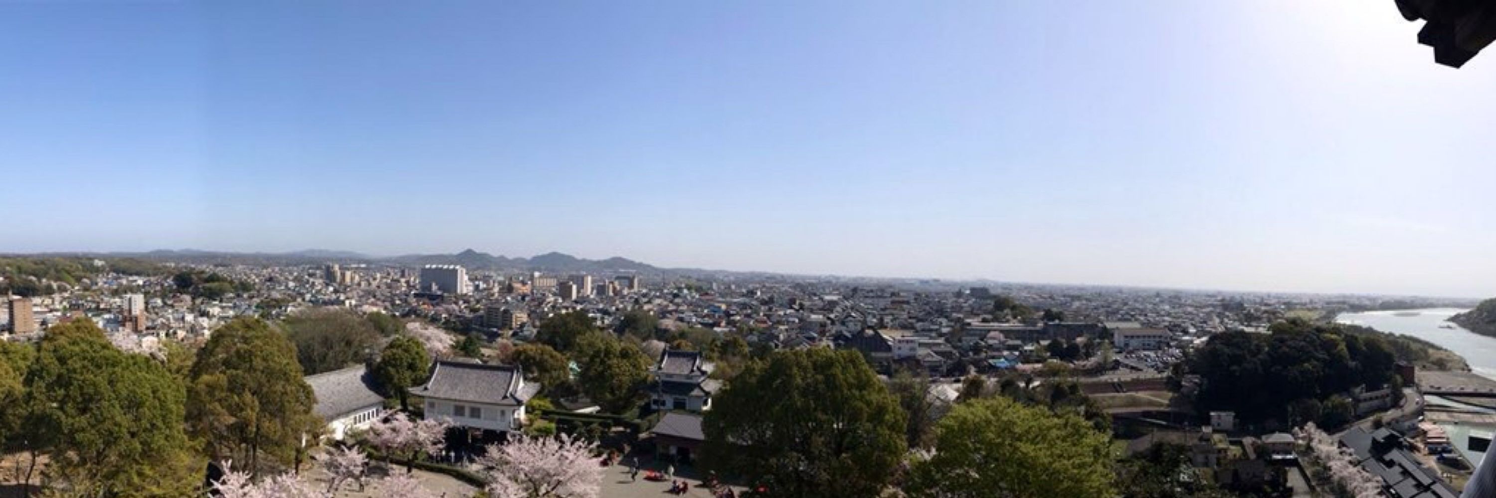 桜花はるこ