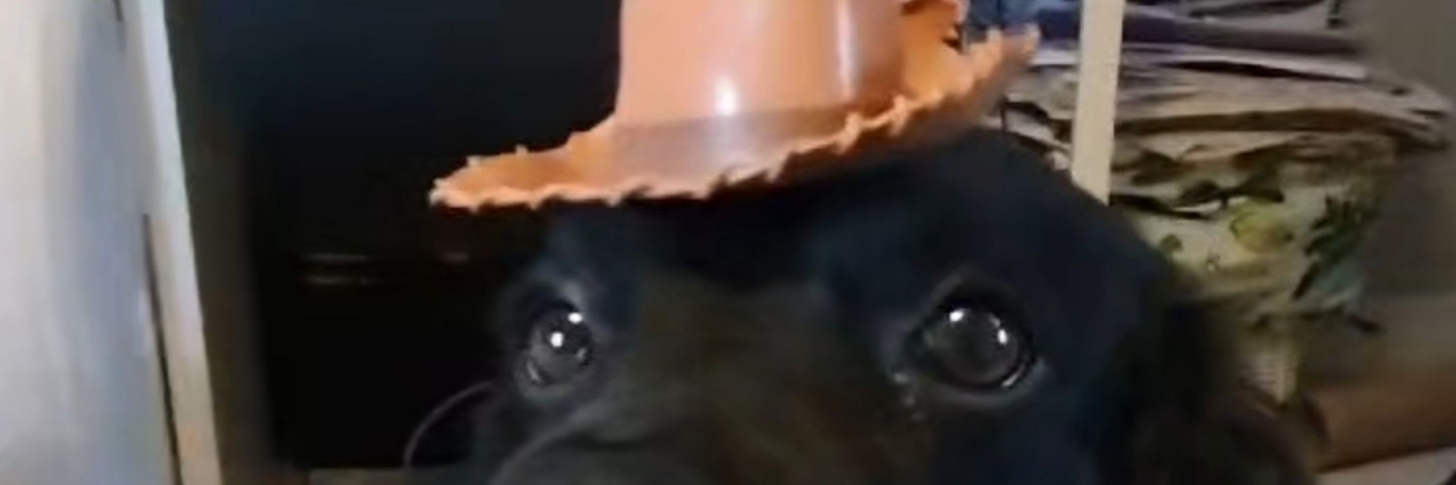 Stuseph