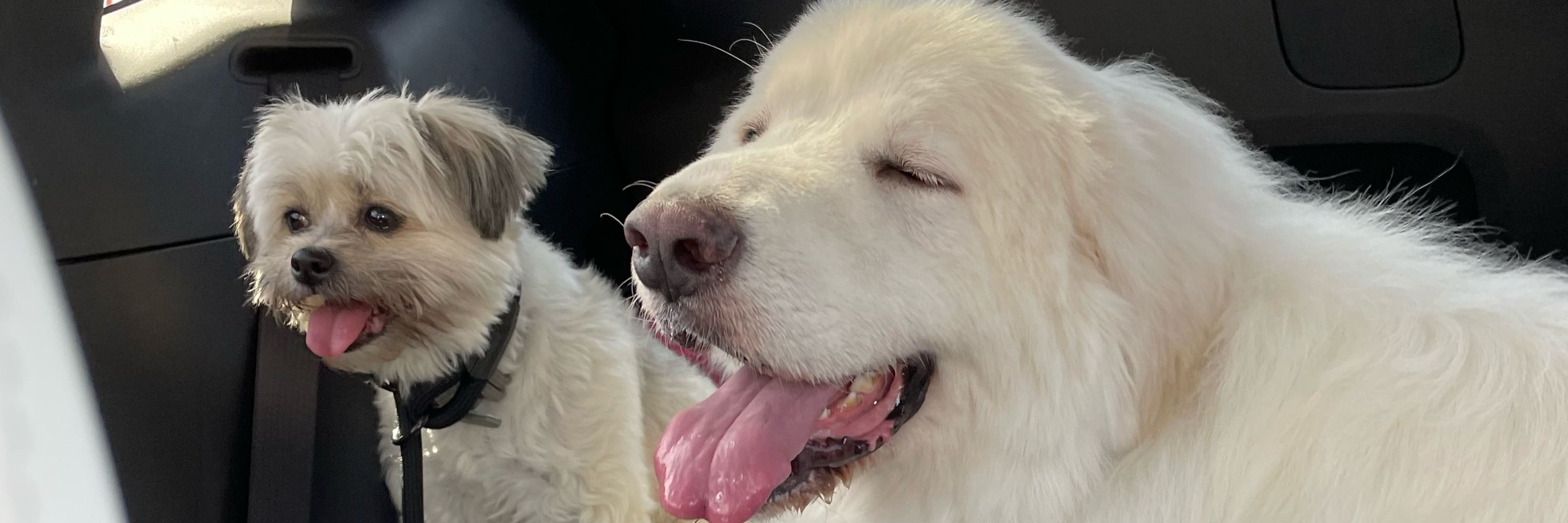 Casper the pyr pyr, Caspyr