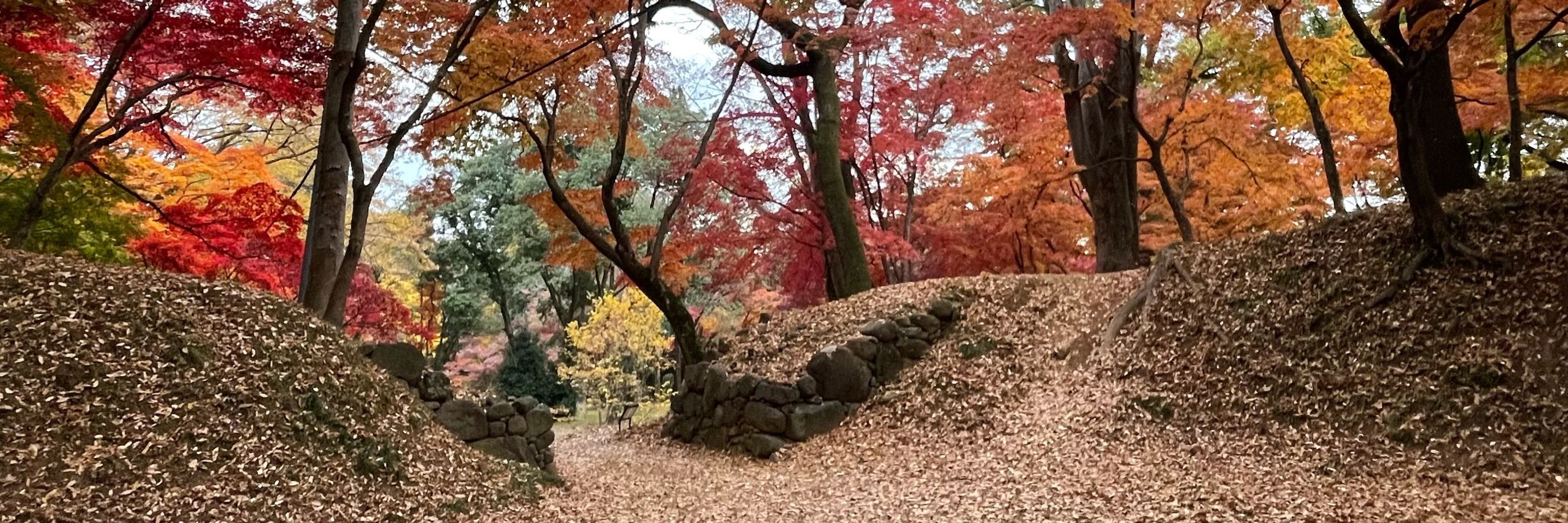 彩斗.