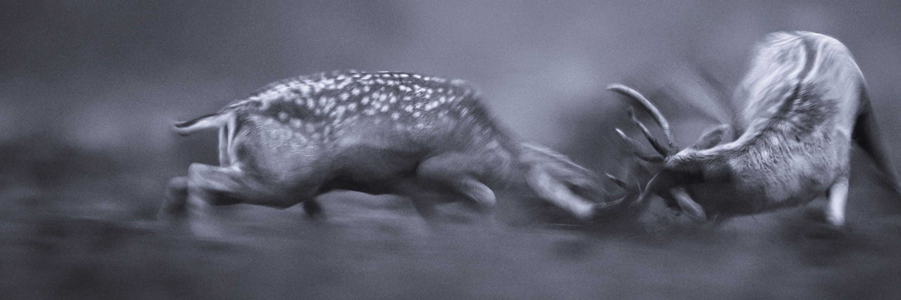 bearprintsphotography