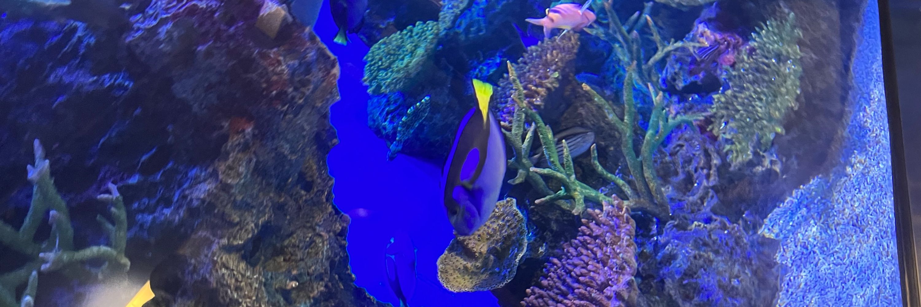 明玲