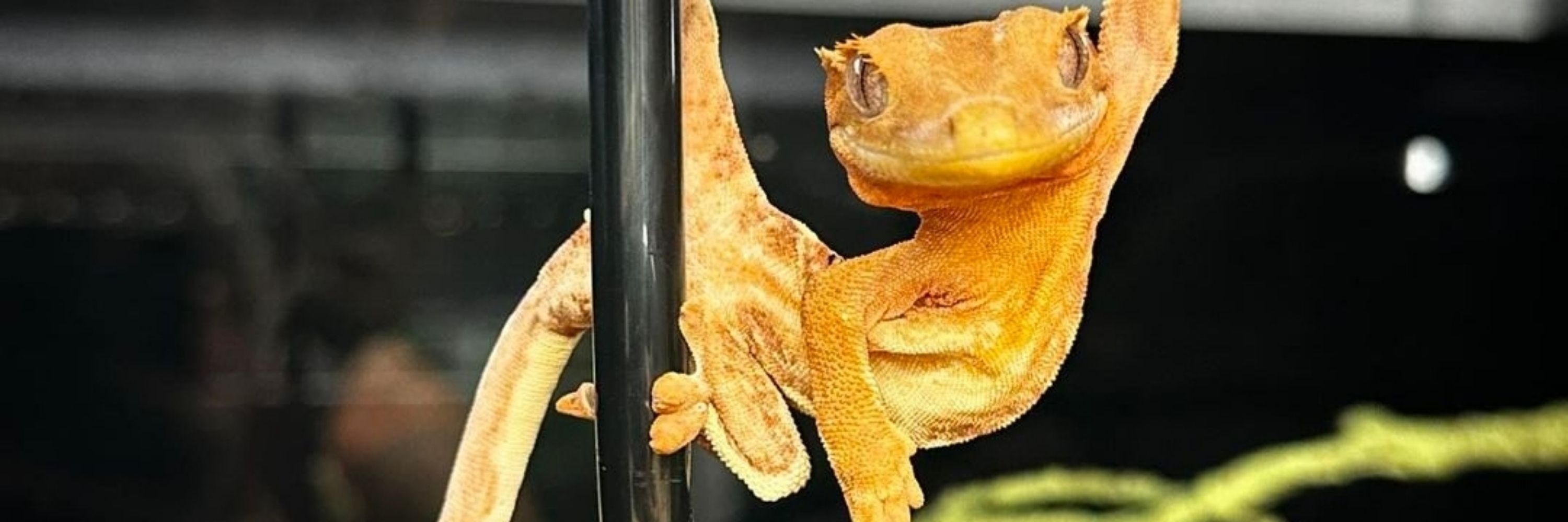 Hétero de estimação