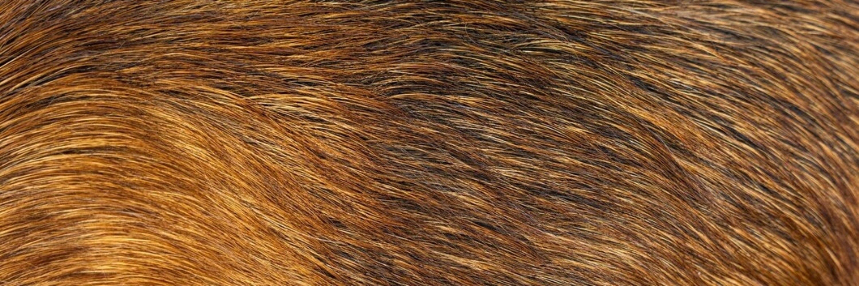 The Frottweiler 
