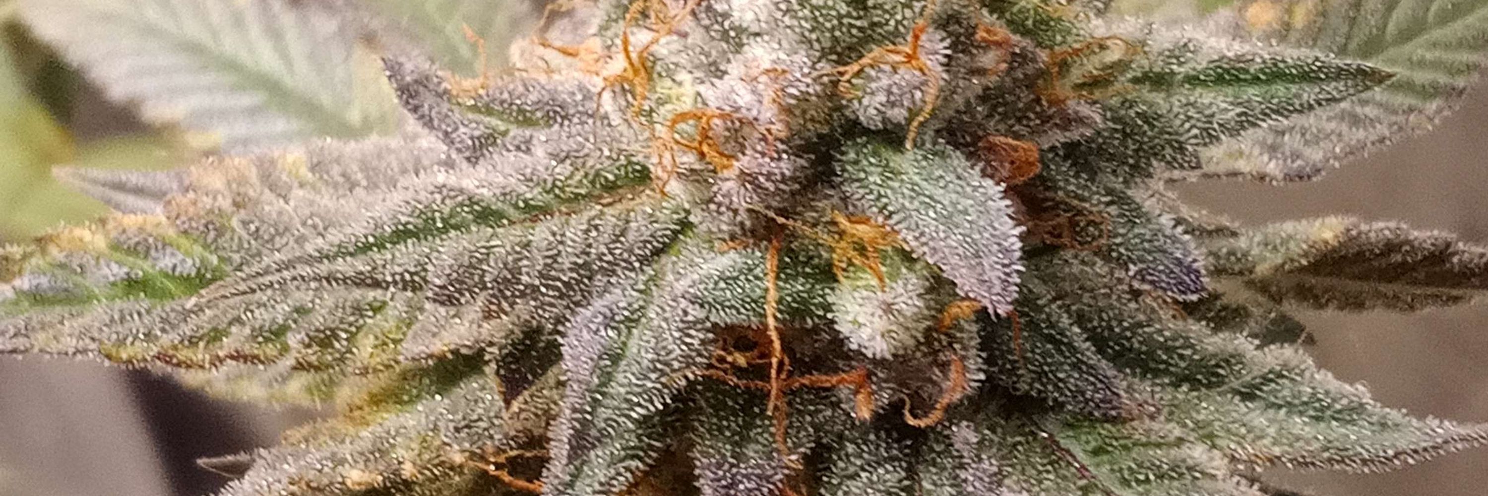 MikeP413_420