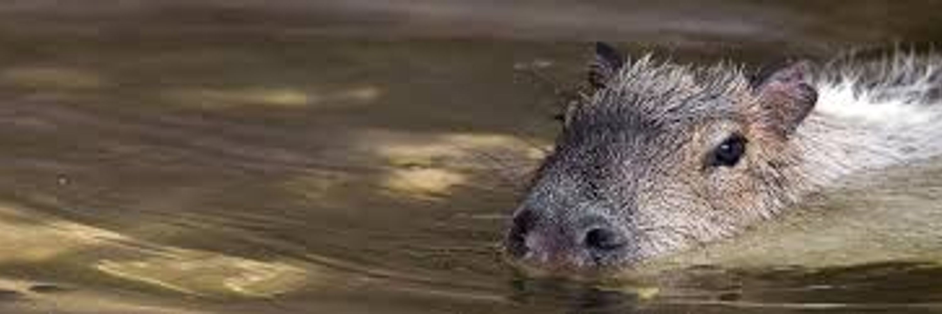 Capy Bara