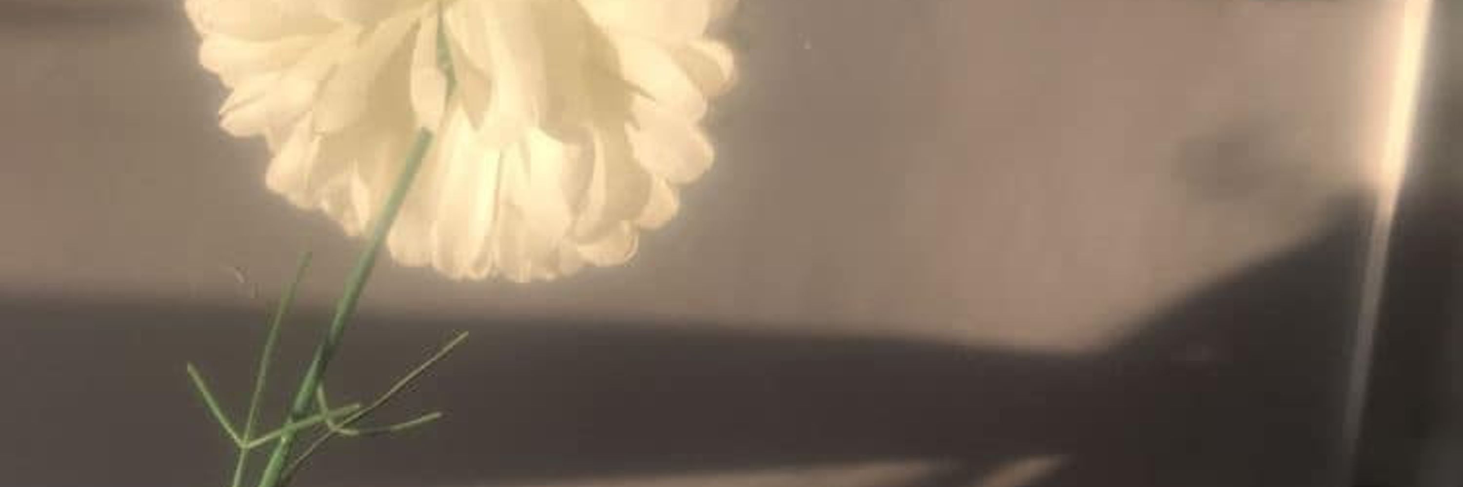 Maria Cecília