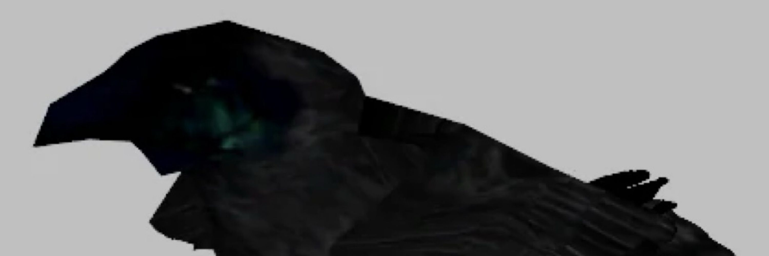Grey The Raptor