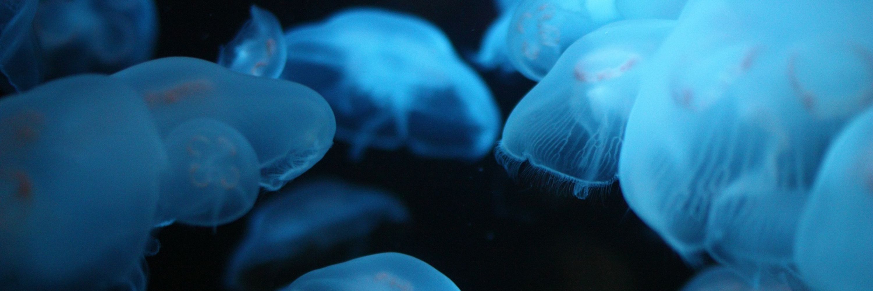 🪼 jellies🪼