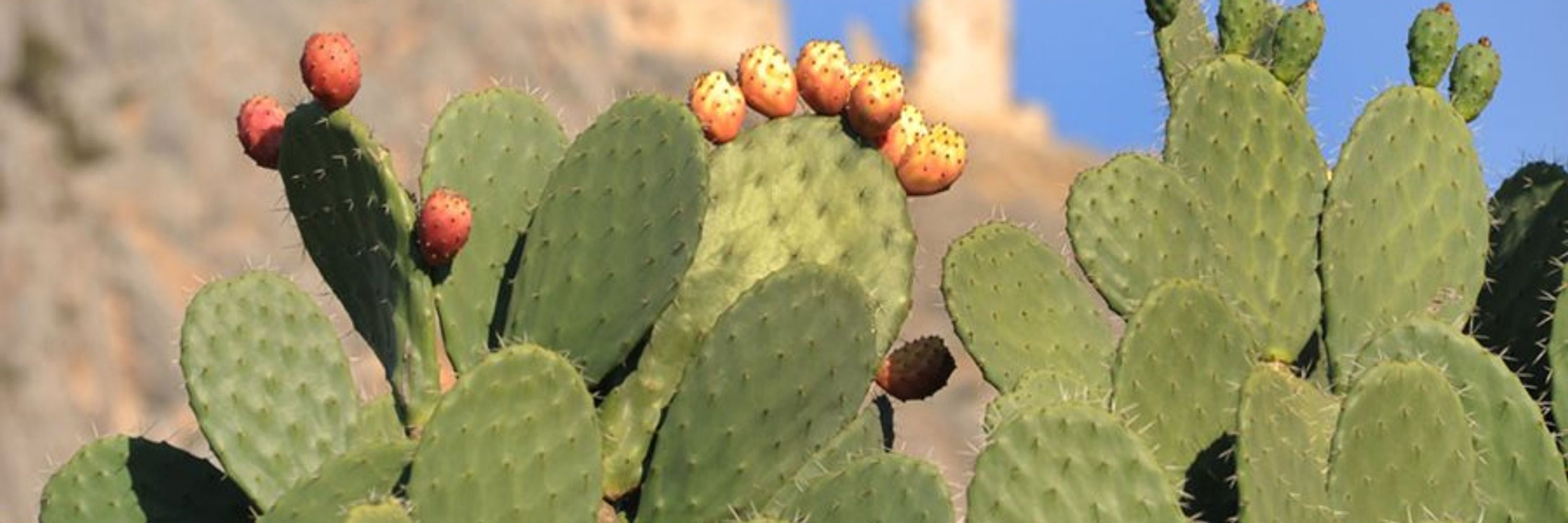 GloomCactus