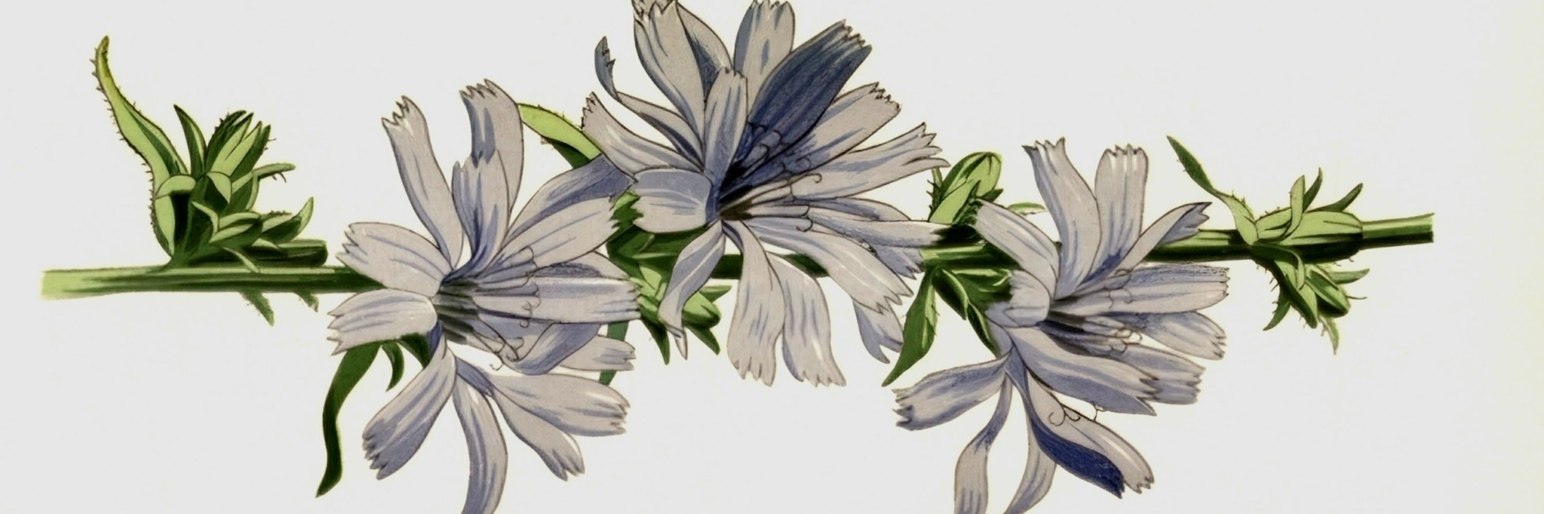 Cykoria