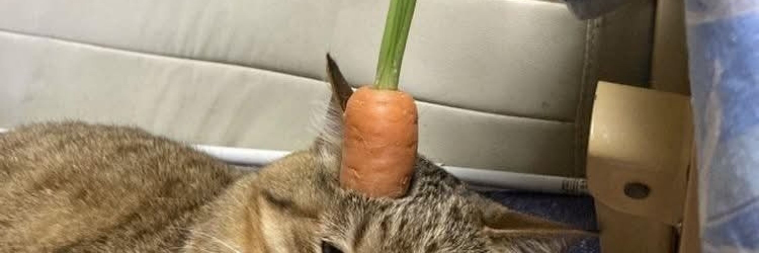 Carrot