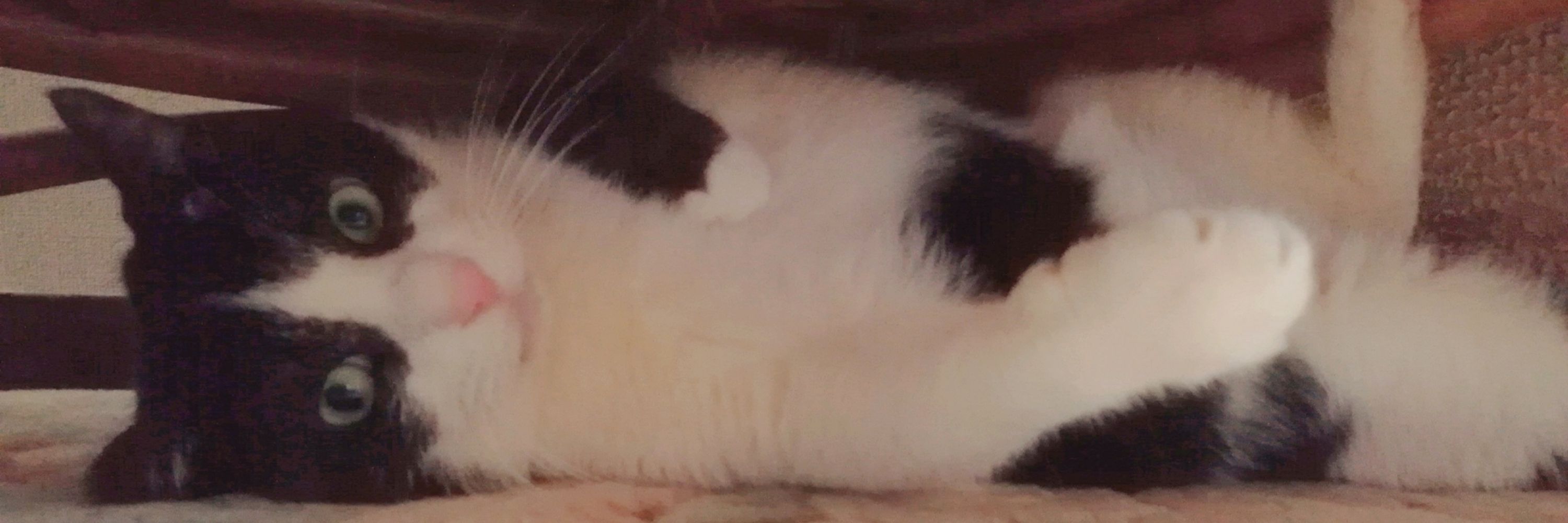 あさかわ(ザ)