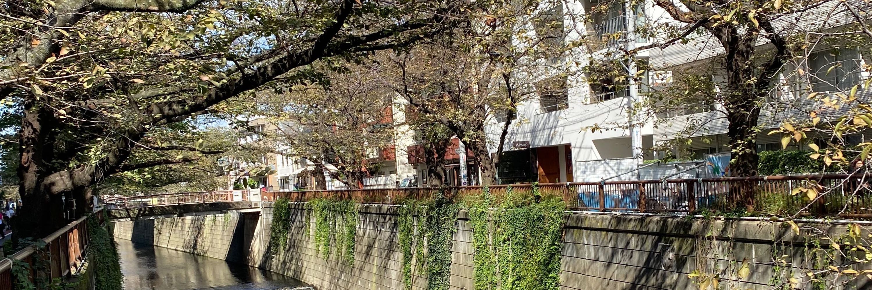 秧