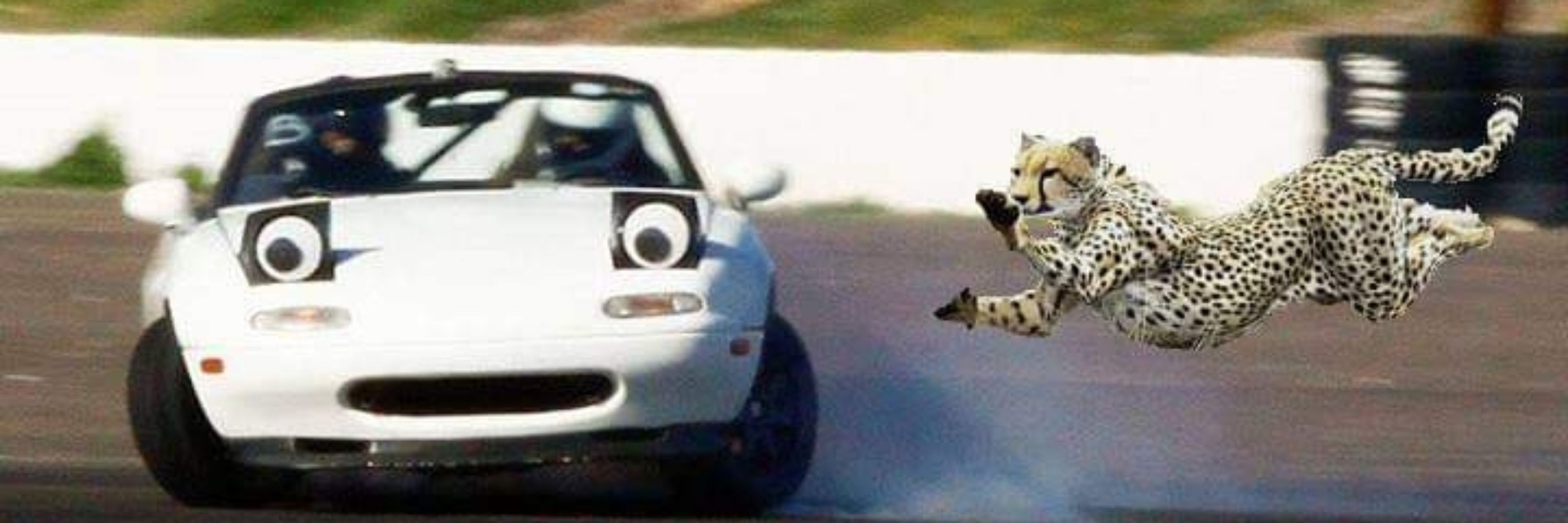 Racecat
