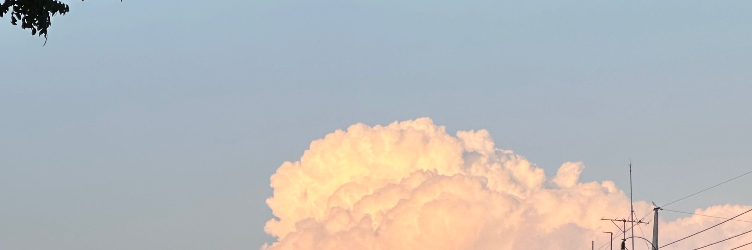 tangerine_