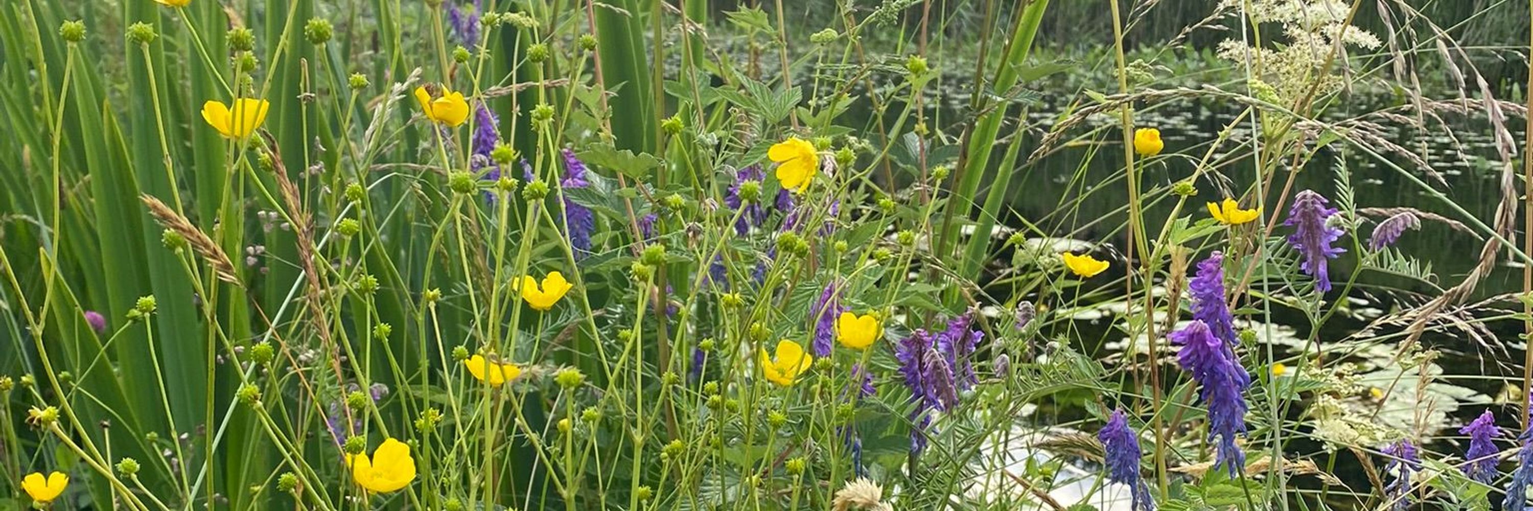 Ardclough Biodiversity Group